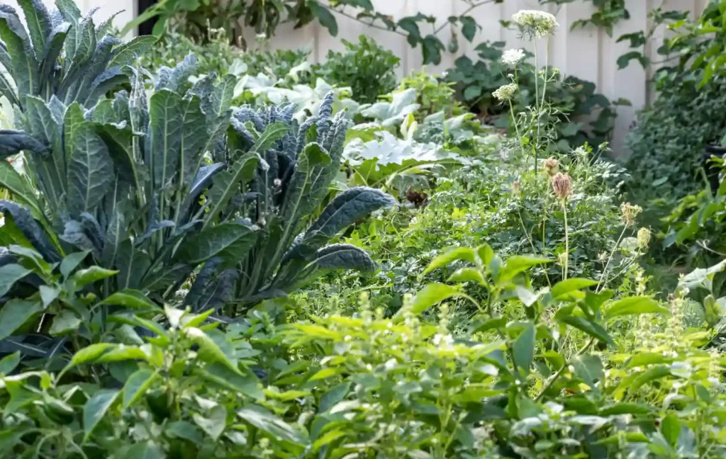 Edible Garden Ideas and Tips